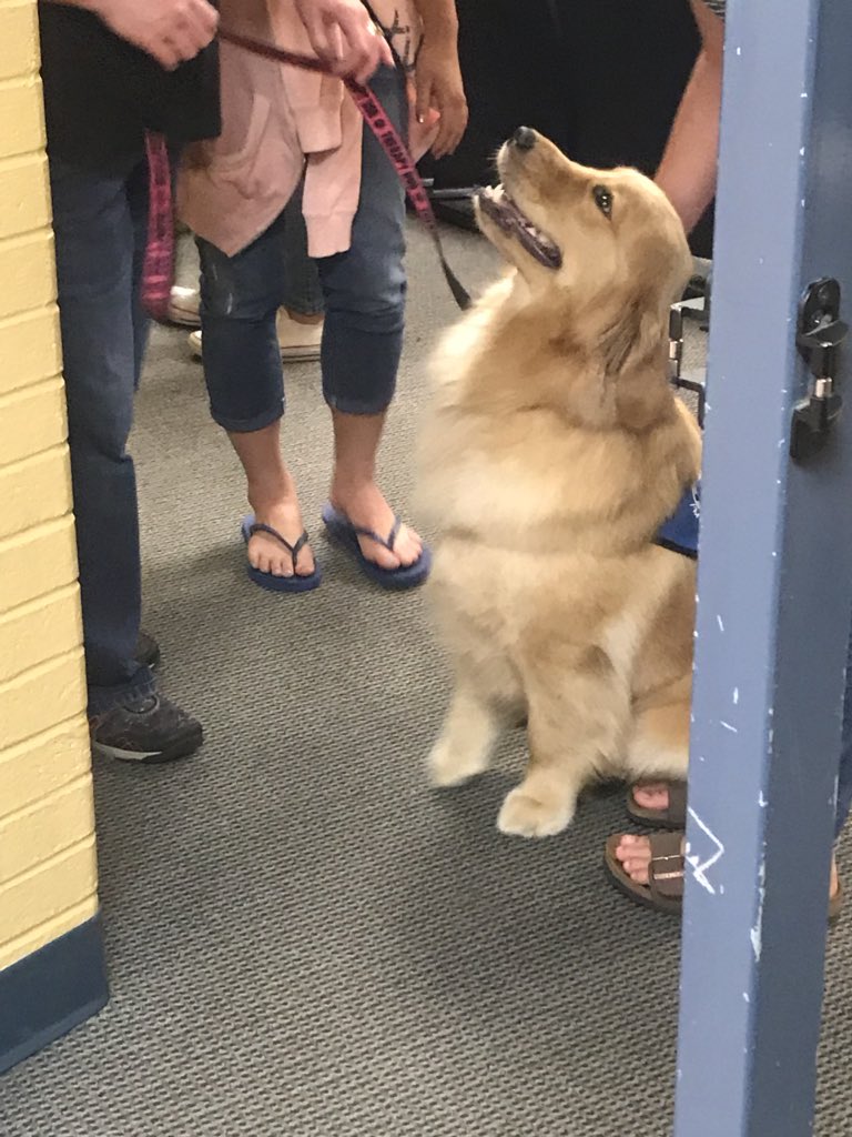 krimeldrum's tweet photo. We had a visit today from some Mid Michigan Therapy dogs to help reduce the stress of exams for our students 🐶  @LearnAtCCS https://t.co/mjkVgADekp