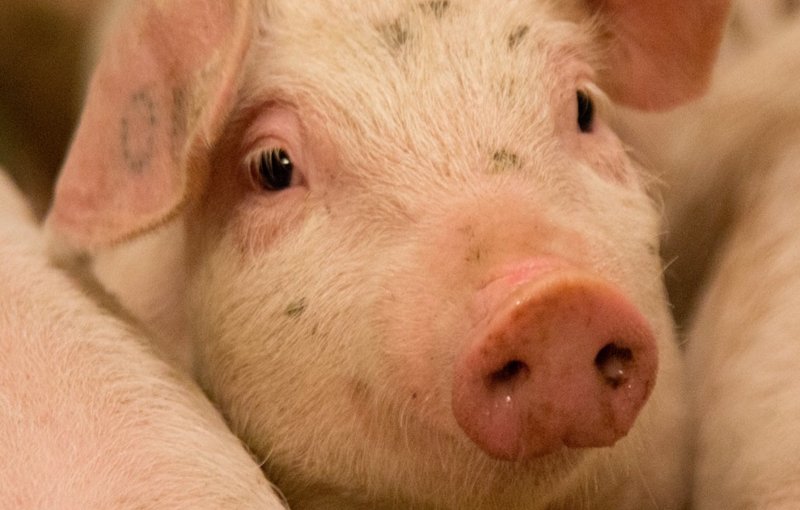 GAIABrussels's tweet photo. #semainedubio Bio ≠ respect constant des animaux : la plupart des éleveurs de porcs continuent par exemple de castrer les porcelets par voie chirurgicale, alors qu’il existe des alternatives viables.
Aidez-nous à faire interdire cette pratique cruelle via https://t.co/6nz63KKUQx https://t.co/oFixAWiltt