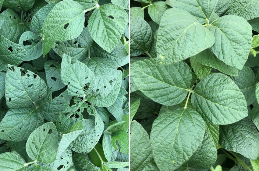 ExploGrow's tweet image. Soybeans yielding 4.4 tons per hectare with remarkable plant health observations N-P-K 0-0-0 explogrow.com/case-studies/s… #AgriSA #Soybean #npk