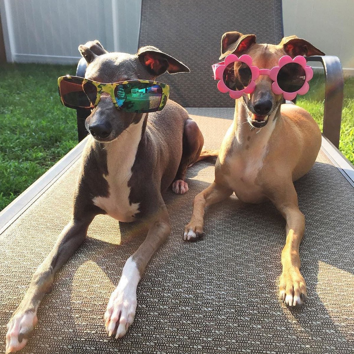 Walgreens's tweet photo. There’s no wrong way to show your pet you love them. #PetAppreciationWeek 📷 Instagrammer tiniandblu https://t.co/Hnwd7Mxa99