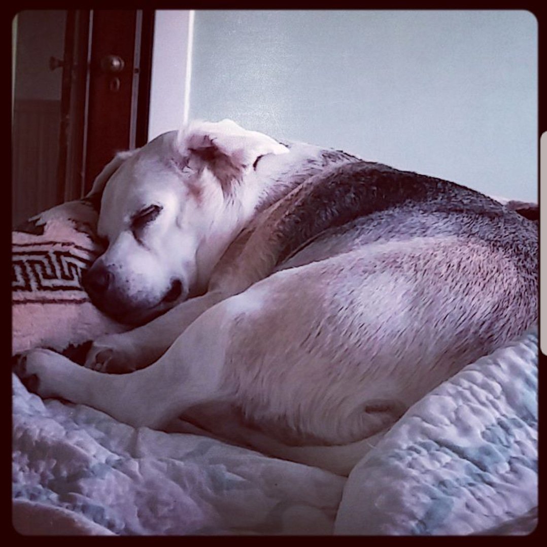 eggsquared's tweet photo. I have hundreds of pictures of him and yet the picture I want to post most is in my heart. Charles Xavier Churchill Cahill 💞 #CXCC https://t.co/d7it6vXK2Y