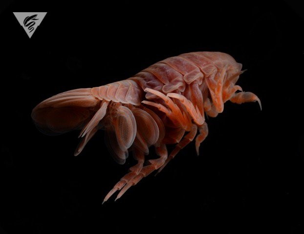 MBARI_News's tweet photo. This little #deepsea pillbug likes to hitchhike on a #jellyfish!
VIDEO: https://t.co/zjiqh7sW3t https://t.co/v4Gi6HXyZL