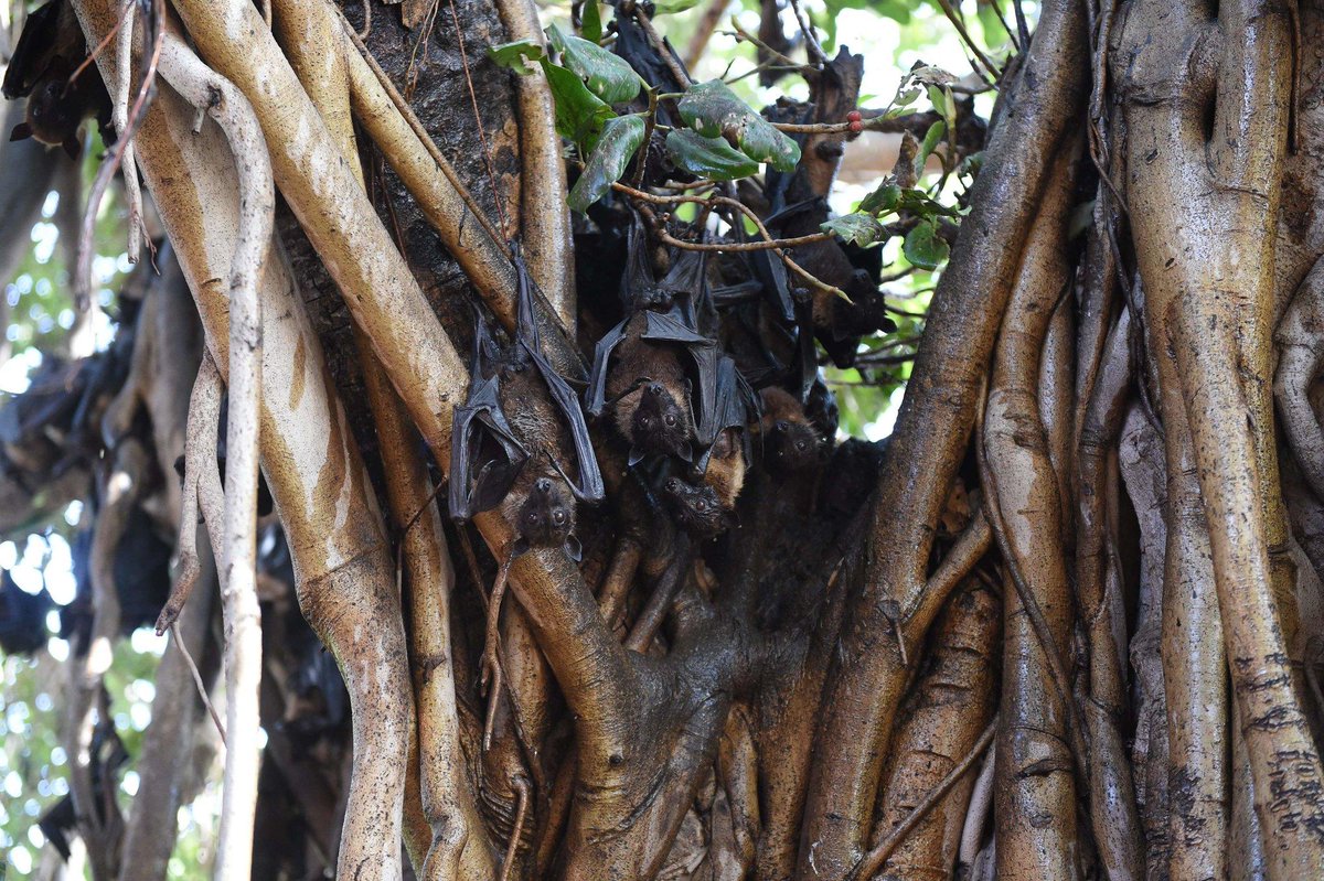 carpe_diem0820's tweet photo. インドでのニパウイルス感染による死者は17人に増加
Nipah Virus, Dangerous and Little Known, Spreads in India
https://t.co/xX6pJWSc2n https://t.co/bGeXMPlD5Z