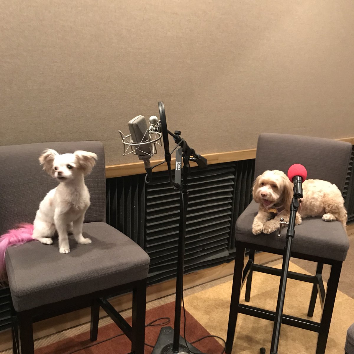 AllisonRaskin's tweet photo. Retweet if this is the only kind of podcast you care about. https://t.co/UG5HGoYh2P