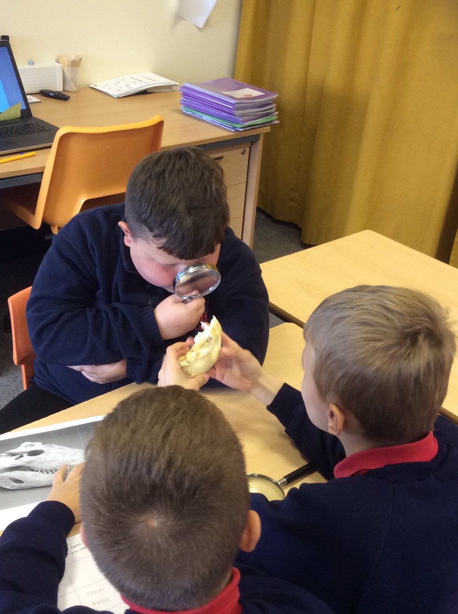 WBJYear4's tweet photo. Would these animals have been carnivores, herbivores or omnivores? @WBJJuniorSchool  #wbjscience https://t.co/CTazaqGx7F