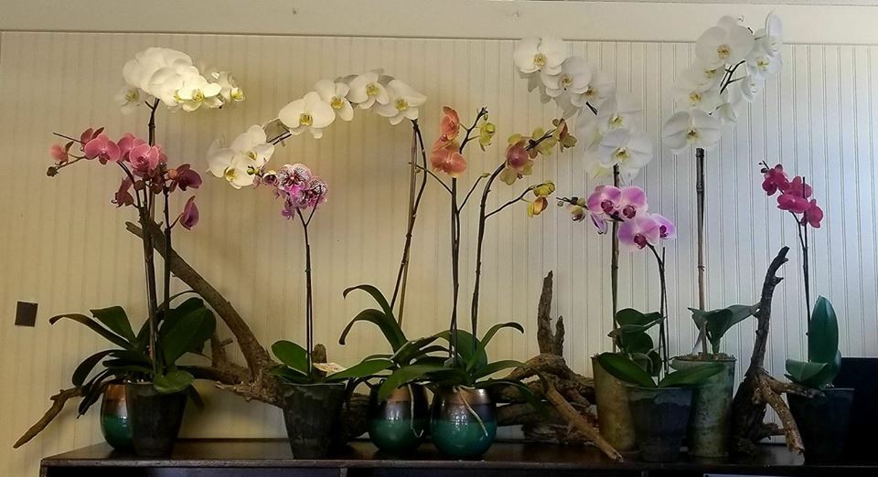 expressionsfg's tweet photo. Monday's fun #phalenopsis orchid plants. #Expressionsfloral Have a Happy week https://t.co/d3No2mJuUs