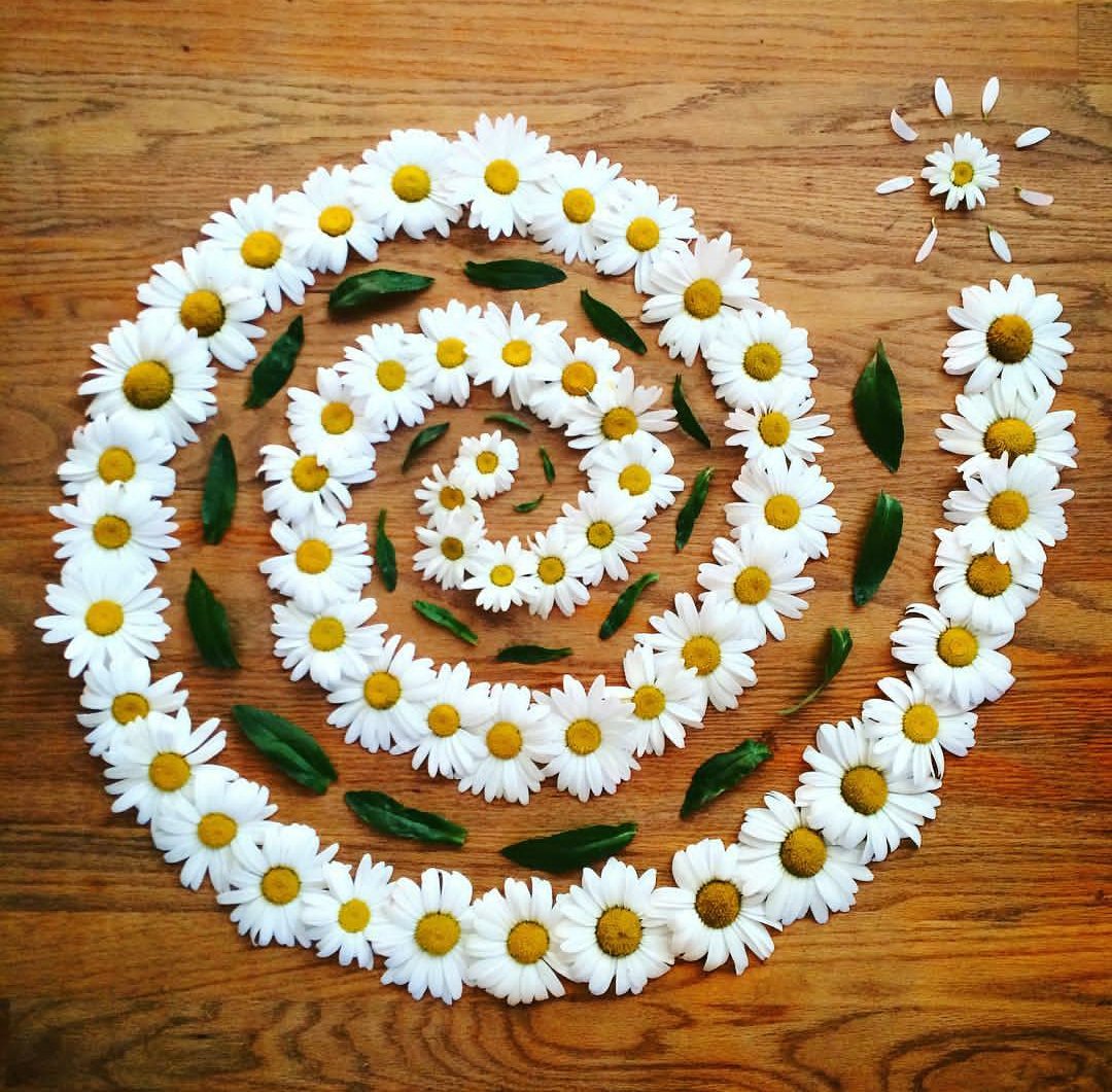 CelticFaerySeer's tweet photo. π»π»π»π΅οΈπ΅οΈπ΅οΈ @celticfaeryseer
.
π· Instagram @pnwmandalas
.
#flowermandala #naturemandala #celticfaeryseer #flowergrid #naturegrid #flowerspiral #naturespiral https://t.co/6NZHFdrMO5