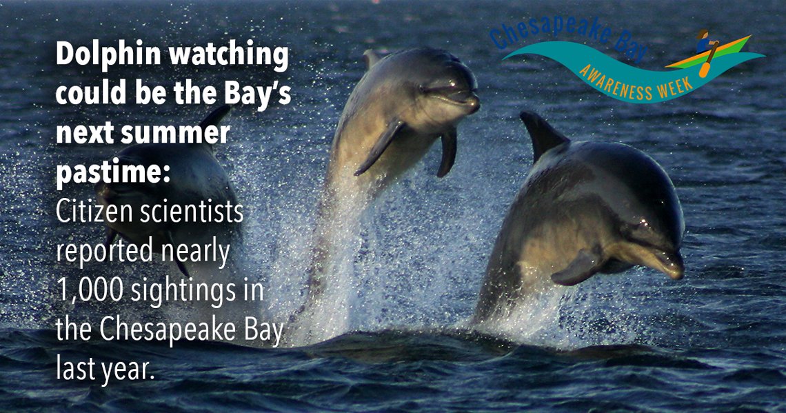 UMCES's tweet photo. The dolphins are likely following fish, Dr. Bailey of @DolphinWatch_CB, which could be a sign of the Bay’s health. Learn more: https://t.co/eodL5RU00C #ChesBayWeek https://t.co/HVlmQbQFOC