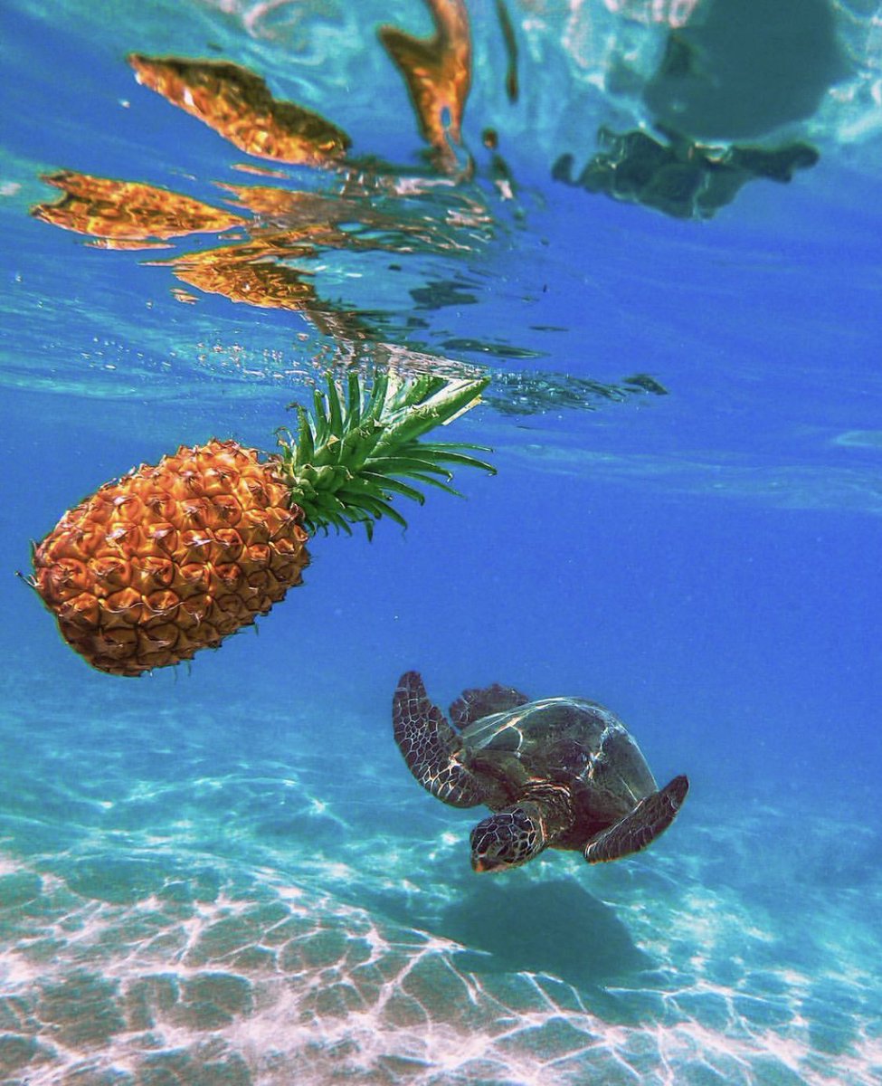 ShopDevocean's tweet photo. Who lives in a pineapple under the sea?🍍
📸: Isaac
#devoceanco #staydevoted #savetheseaturtles https://t.co/6HsEDzkhqX