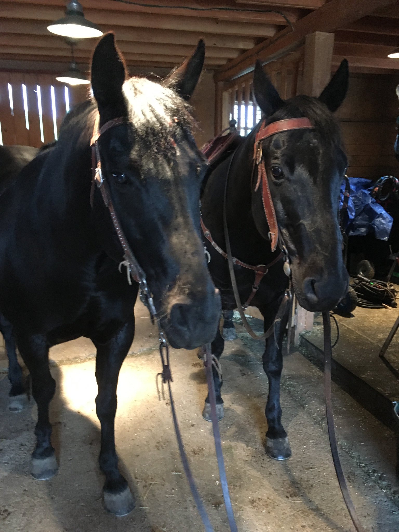 Heartland Pa Twitter Sometimes The Horse Characters On Heartland Need To Be Played By More Than One Equine So They Too Can Take Breaks Say Hi To 2 Horses Who Play