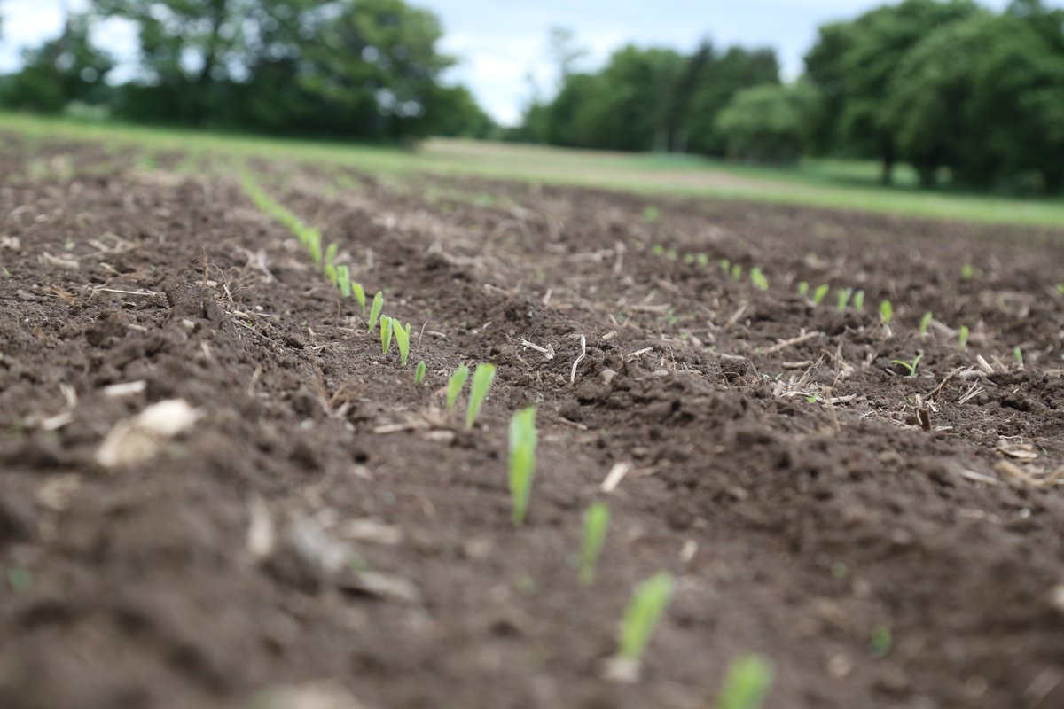 Central_ON_FS's tweet photo. Follow our Bringing You What's Next In Your Field Ayr Demonstration Plot as we follow it all the way to yield. How much does depth of planting corn impact on emergence, development and yield? #FSPinthefield #BYWN18 https://t.co/2qUcmHytA4