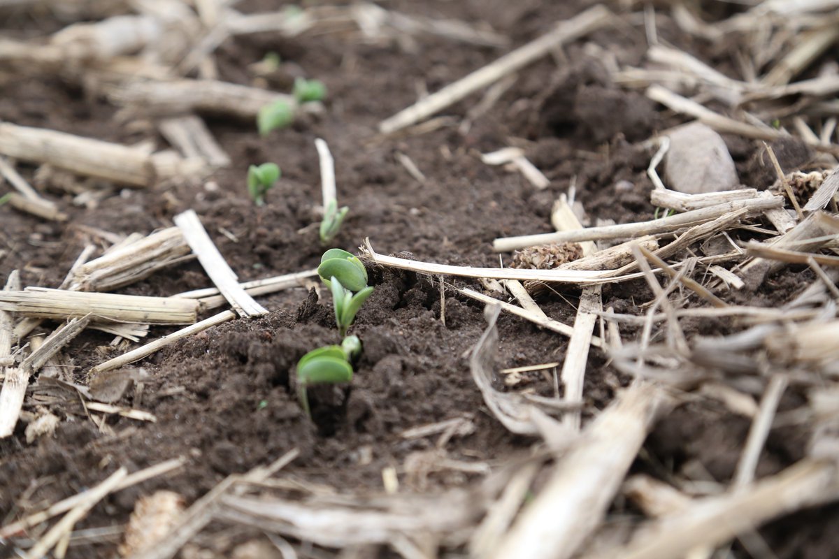Central_ON_FS's tweet photo. Follow our Bringing You What's Next In Your Field Ayr Demonstration Plot as we follow it all the way to yield. How much does depth of planting corn impact on emergence, development and yield? #FSPinthefield #BYWN18 https://t.co/2qUcmHytA4