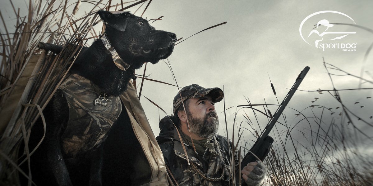 5 Mistakes to Avoid When Training Your Gun Dog from <a href="/SportDOGBrand/">SportDOG Brand</a> bit.ly/2LkSRX1 #retrievertraining #SportingDogSpringTraining