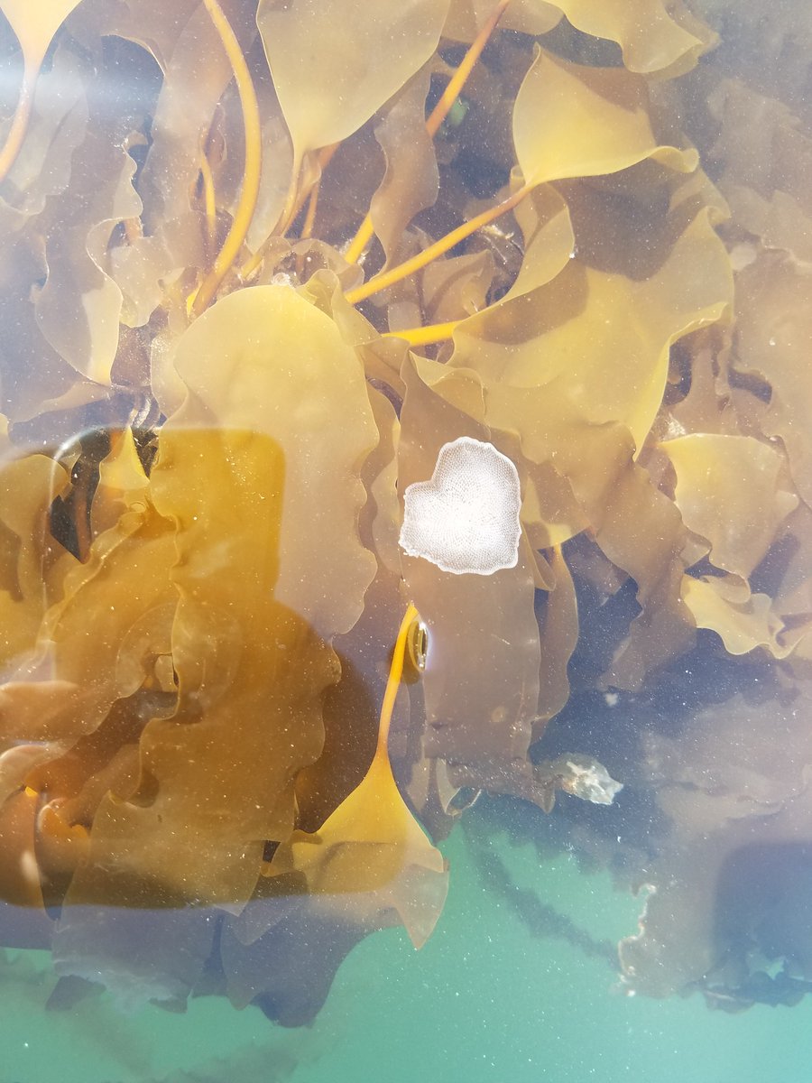 As the water warms up new organisms start to grow on the kelp. This kelp encrusting bryozoan in the picture is made up of small filter feeders that live in colonies. #kelp #seagreensfarms #FunFact