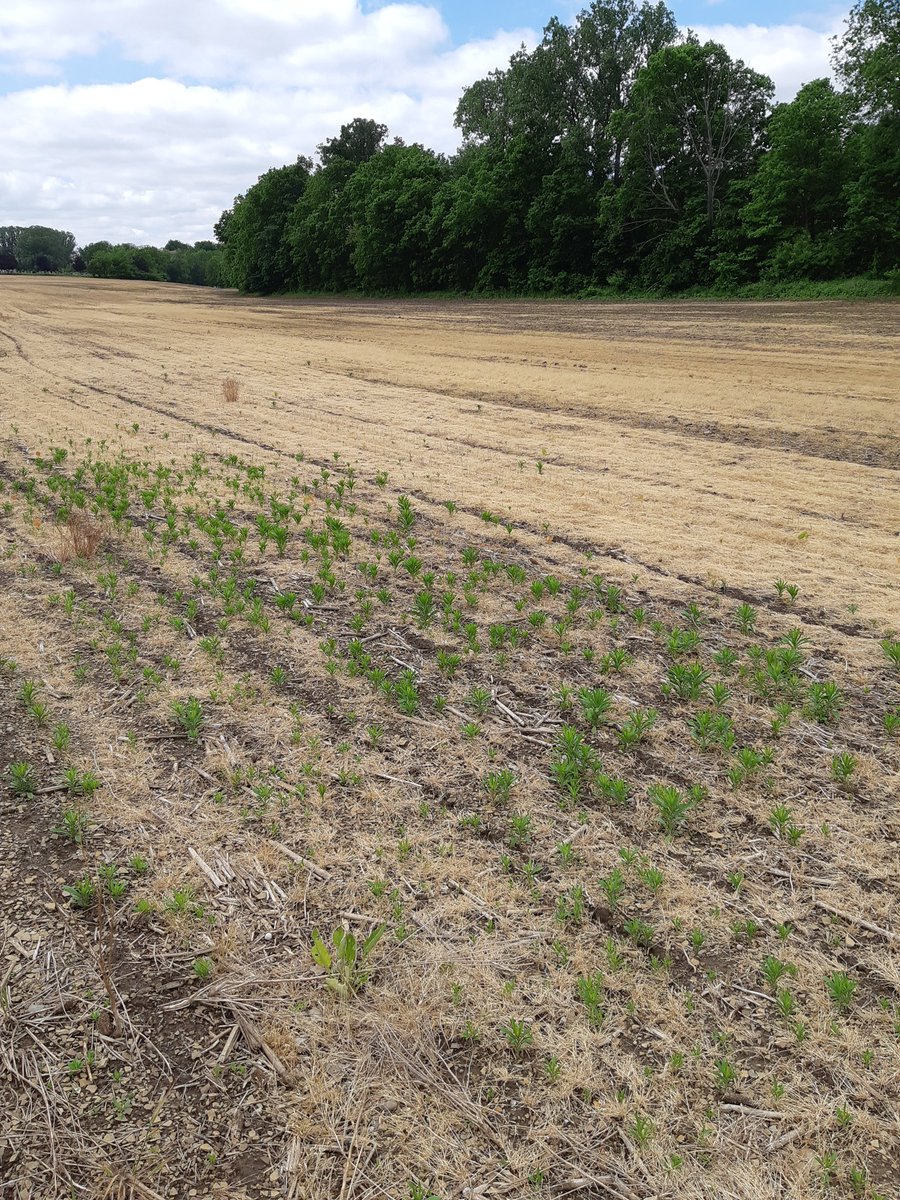 Always important to add multiple modes of effective action to your burn down. Never know were glyphosate resistant weeds could be in your field. #EragonLQ #Engenia #Optill #Integrity