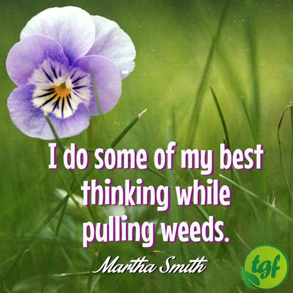 ergonomicgarden's tweet photo. #RT @gardenerfriends: I do some of my best thinking while pulling... | The Gardener's Friends https://t.co/ydiohfYu5L https://t.co/FhWn2bKB0K