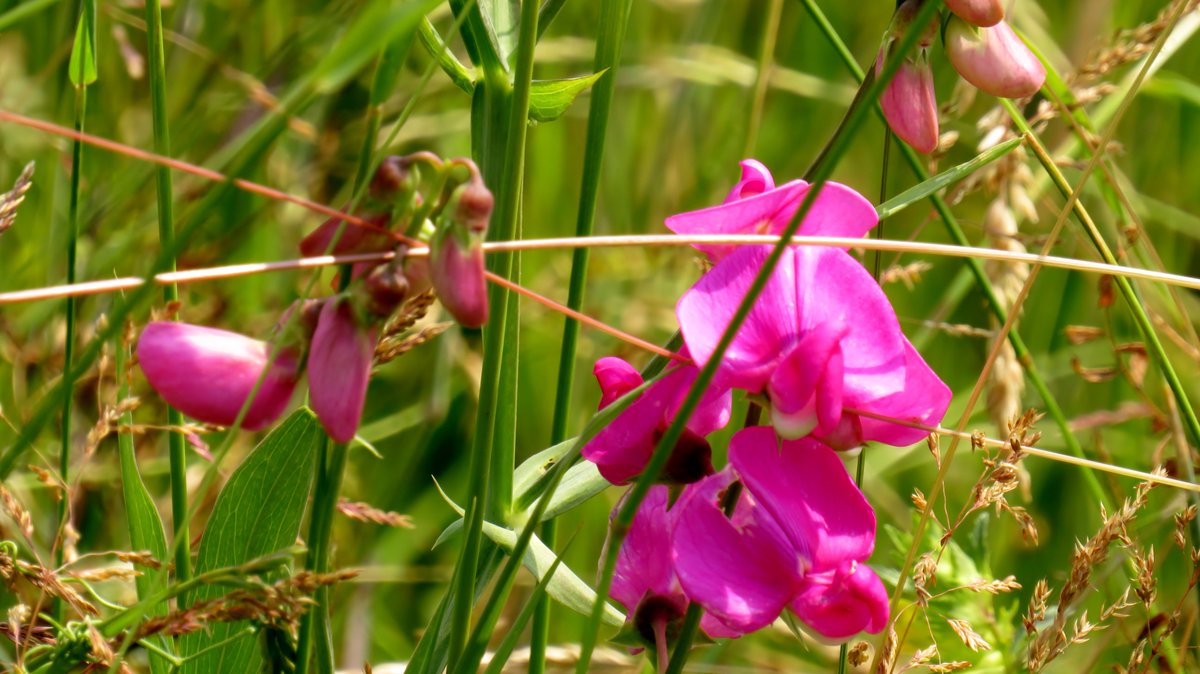 inja5248's tweet photo. #Reigersbroek #Montfort #limburgslandschap #genieten
#pyamawants
#gevlekteorchis
#aardaker
#wilgenroosje
@FLORONNederland
@FloraNederland
@vlinderNL
@waarneming https://t.co/ZqnUrNCKaU