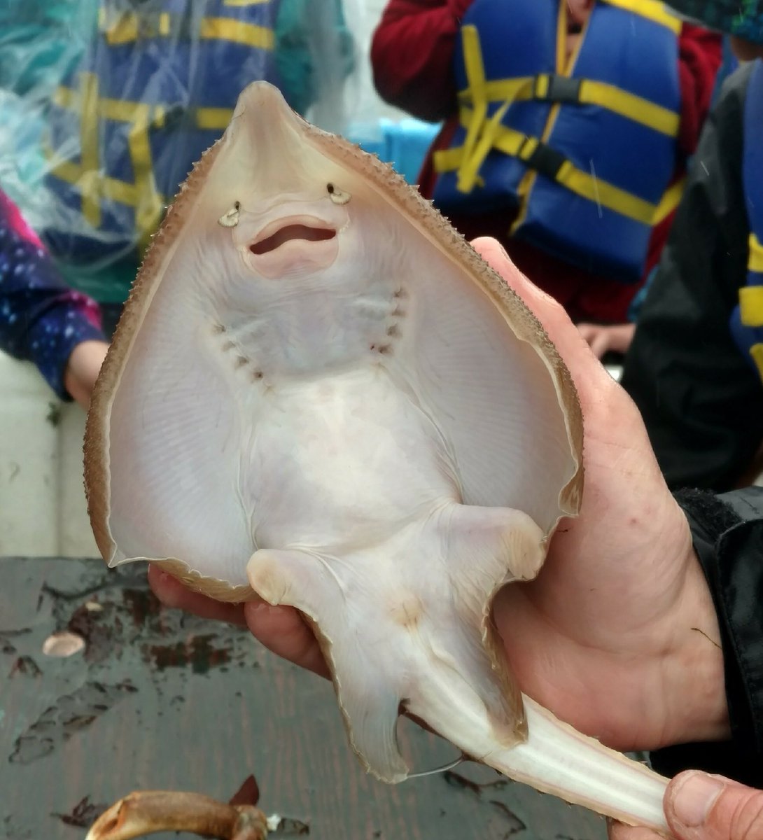 A skate posing for this pic! @WindyWhales @Proj_Oceanology @lorettaddonovan