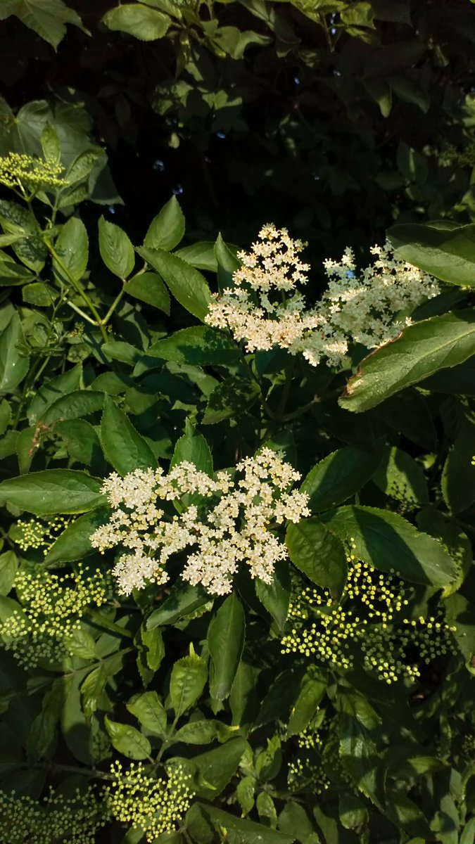 In the blink of an eye the glorious may blossom of the hawthorns have faded and now the elders are coming into full flower, summer is well underway