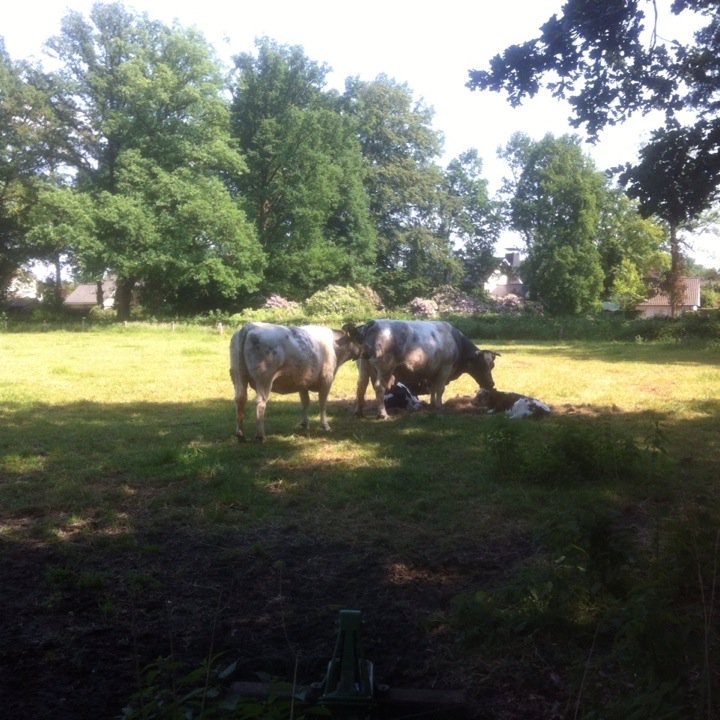 kaapsviooltje1's tweet image. Als ik koe was zou ik &apos;t ook vertikken om leeggemolken te worden. En al helemáál niet door een #melkrobot!