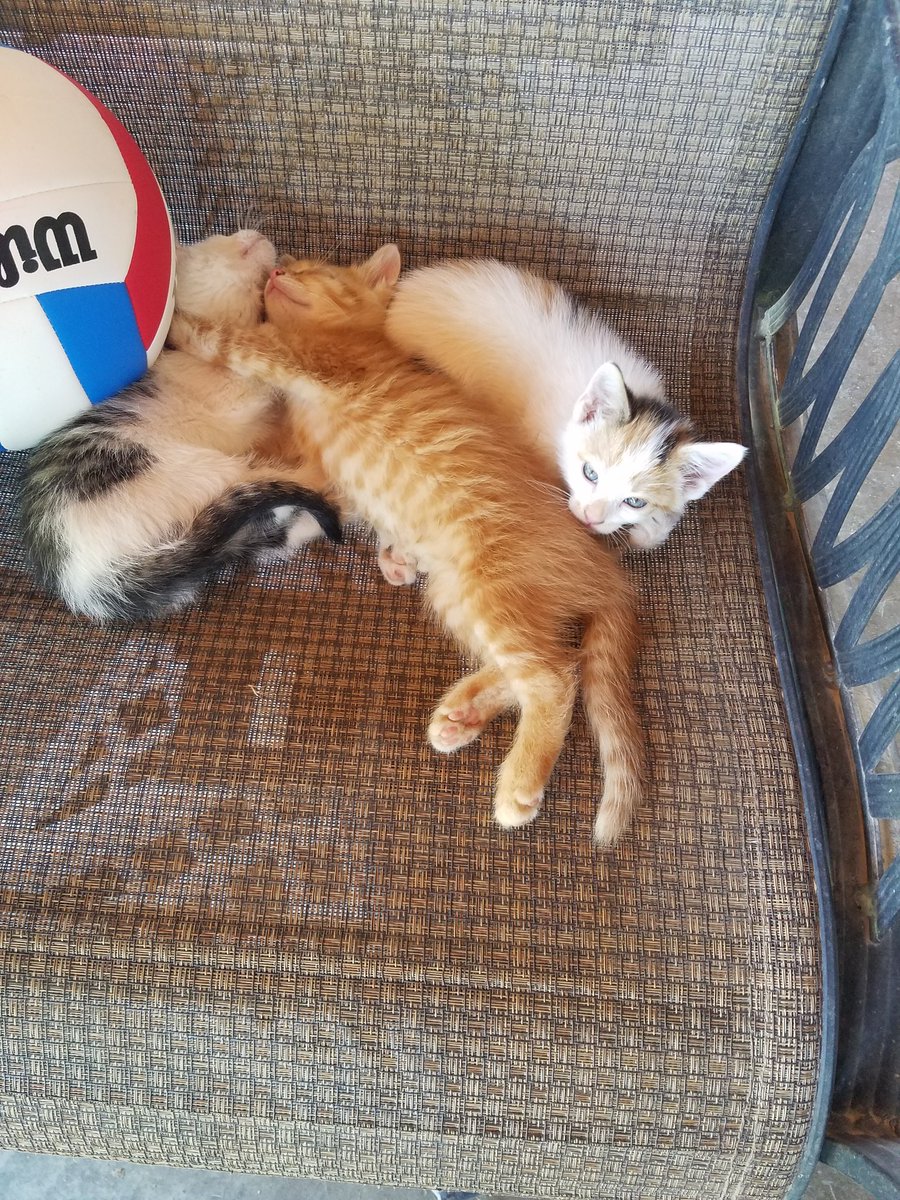 AllisonAArp's tweet photo. Only thing better than a farm with a dog? A farm with a dog (Snickers) and cats!! Great day out with @OnFarmNetworkIA! #farmdog #farmcat #farmkitten #research18 https://t.co/LwTJTg4Ofr