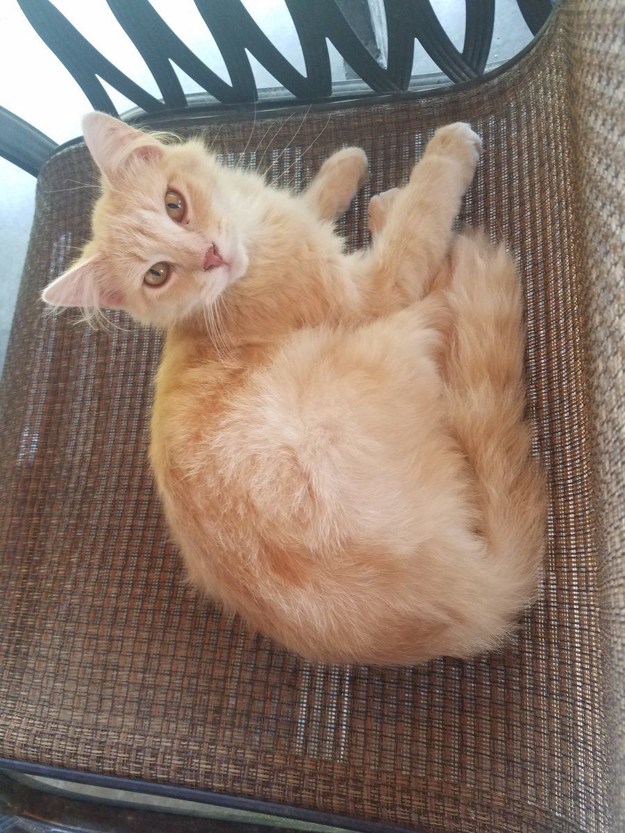 AllisonAArp's tweet photo. Only thing better than a farm with a dog? A farm with a dog (Snickers) and cats!! Great day out with @OnFarmNetworkIA! #farmdog #farmcat #farmkitten #research18 https://t.co/LwTJTg4Ofr
