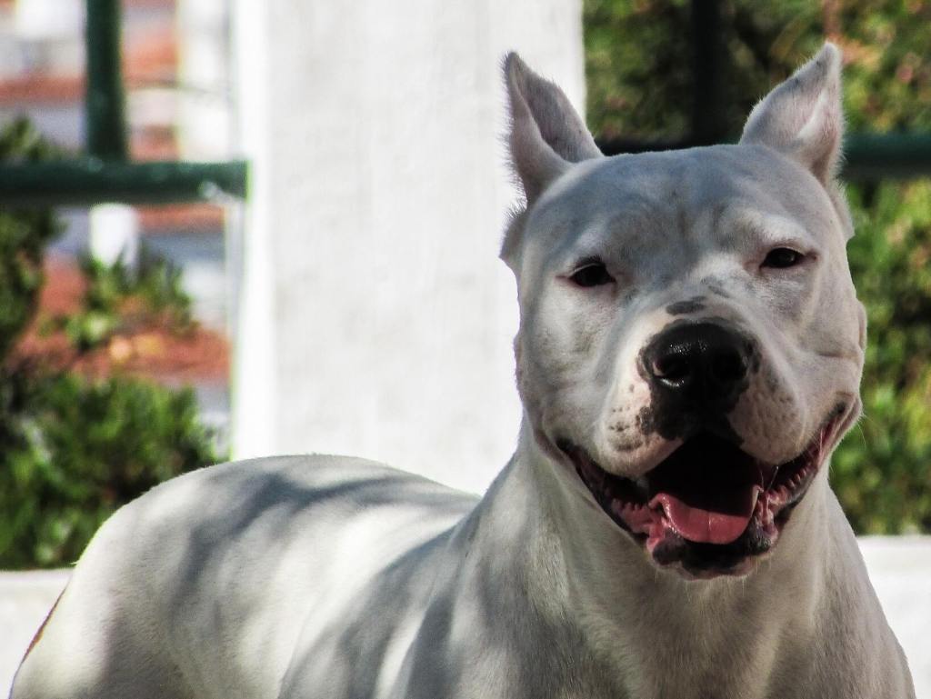 MPs set to reopen discussion of ‘Dangerous Dogs Act’. What are your thoughts on this? timeforpaws.co.uk/blog/mps-set-t…