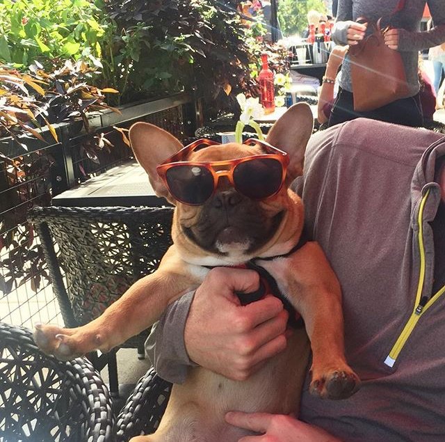 BarSiena's tweet photo. Dine with your best bud all summer long on our patio, thanks to our new Puppy Ciao Menu! ๐#DineamicDogs #PuppyPatio #Summer #Puppy #DogFriendly #Chicago #WestLoop #PatioSeason #MondayMotivation ๐ท: @chicagoroscoe https://t.co/xvvmEVUkEO https://t.co/spQeBhQ4JQ