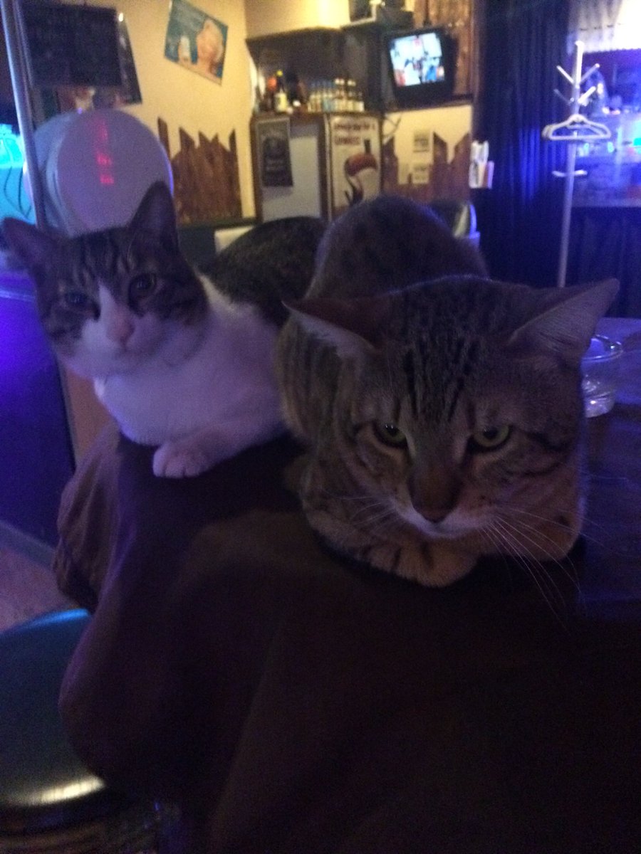 7michael8's tweet photo. 三浦海岸にて猫と飲めるBARやってます( 'ω') https://t.co/LoQEO92jga