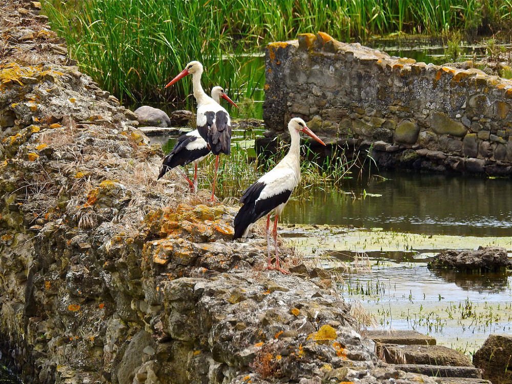 #Sibari: quel che resta di un #sogno. Immagini di Stefano Contin famedisud.it/sibari-quel-ch… #Calabria #archeologia #natura #fotografia #photography
