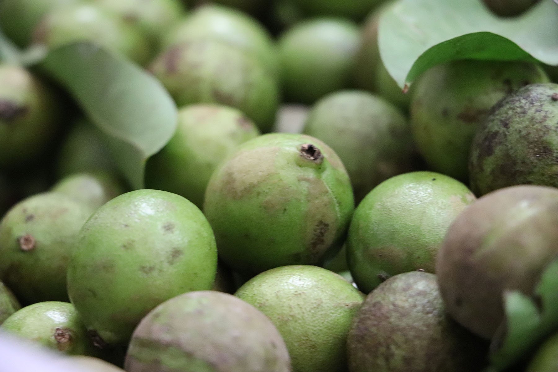 Central de Abasto CDMX on Twitter: “Endémica de Yucatán, esta fruta