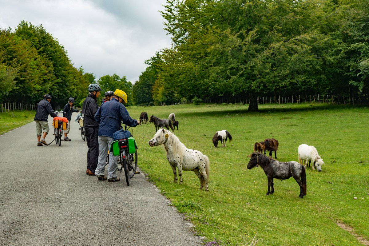 ottsworld's tweet photo. I expected to see grazing sheep, some cows, and maybe the friendly goat while biking through rural Spain...but miniature horses? What?! And not just grazing...but uber friendly &amp; curious - one tried to bite my bike tire! #whyibiketour #2wheels1world w @BikeToursdotcom https://t.co/CrnRc0uSNP