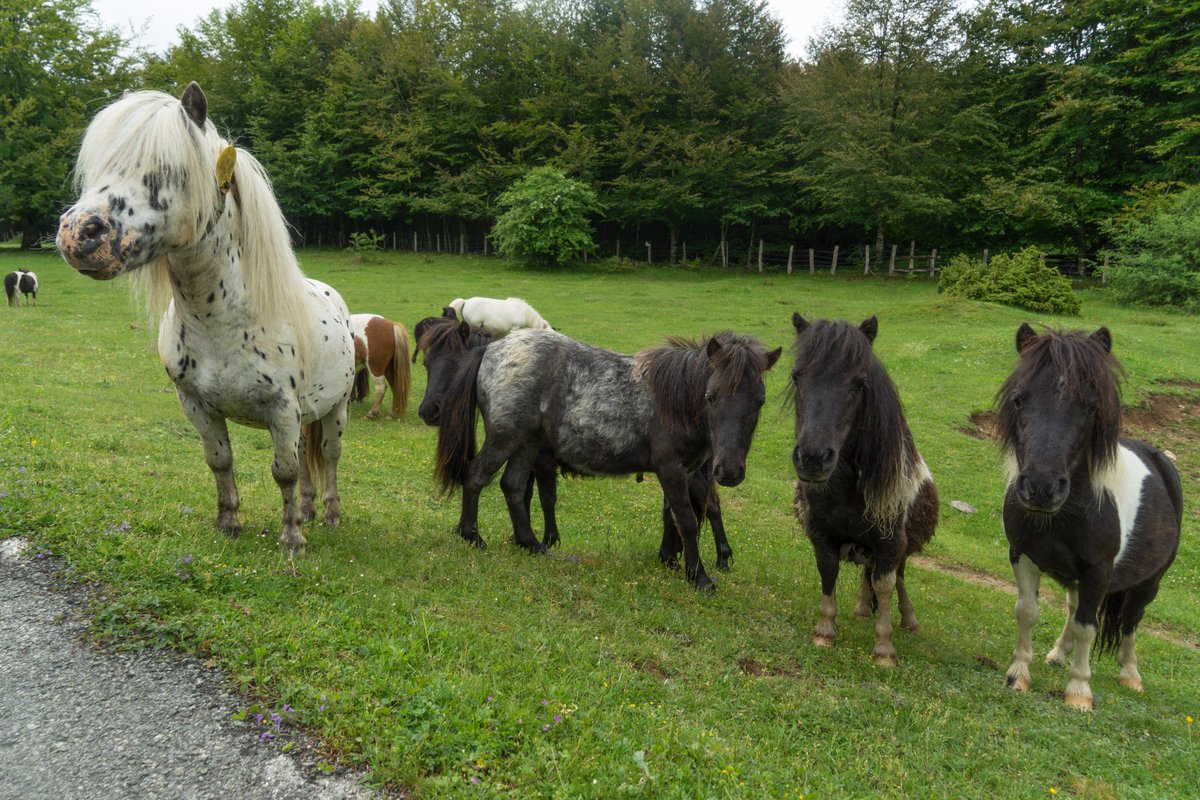 ottsworld's tweet photo. I expected to see grazing sheep, some cows, and maybe the friendly goat while biking through rural Spain...but miniature horses? What?! And not just grazing...but uber friendly &amp; curious - one tried to bite my bike tire! #whyibiketour #2wheels1world w @BikeToursdotcom https://t.co/CrnRc0uSNP