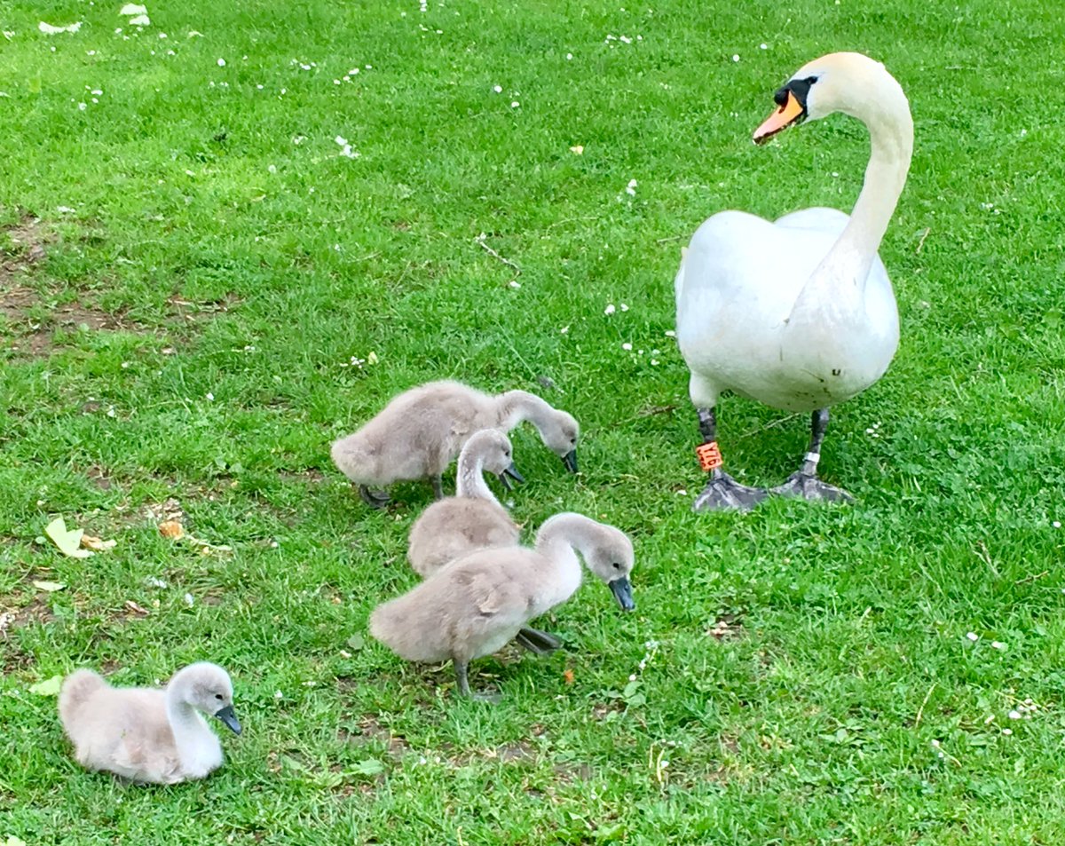 VSchlesinger's tweet image. 3 week’s old and noticeably growing #SwanLife