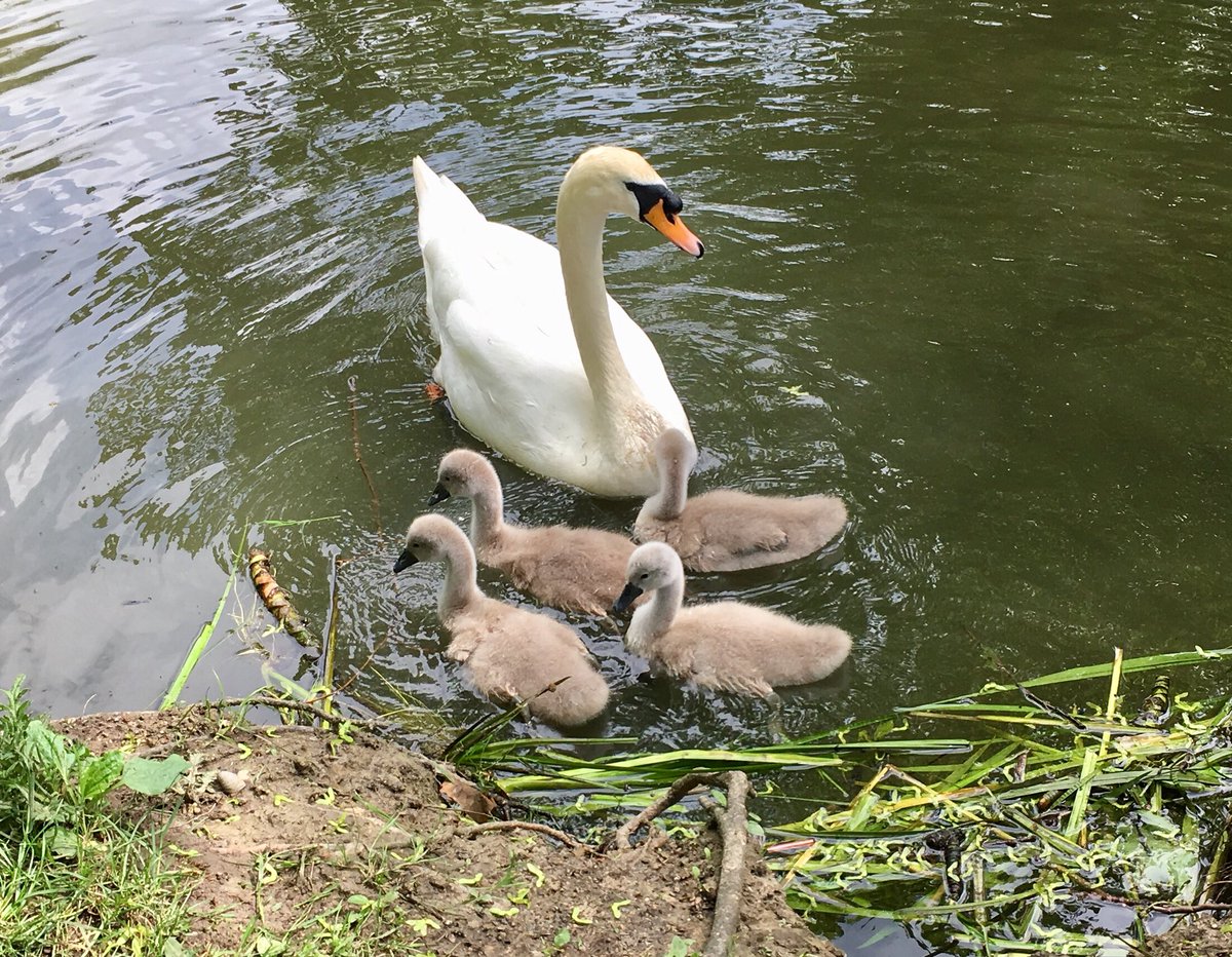 VSchlesinger's tweet image. 3 week’s old and noticeably growing #SwanLife