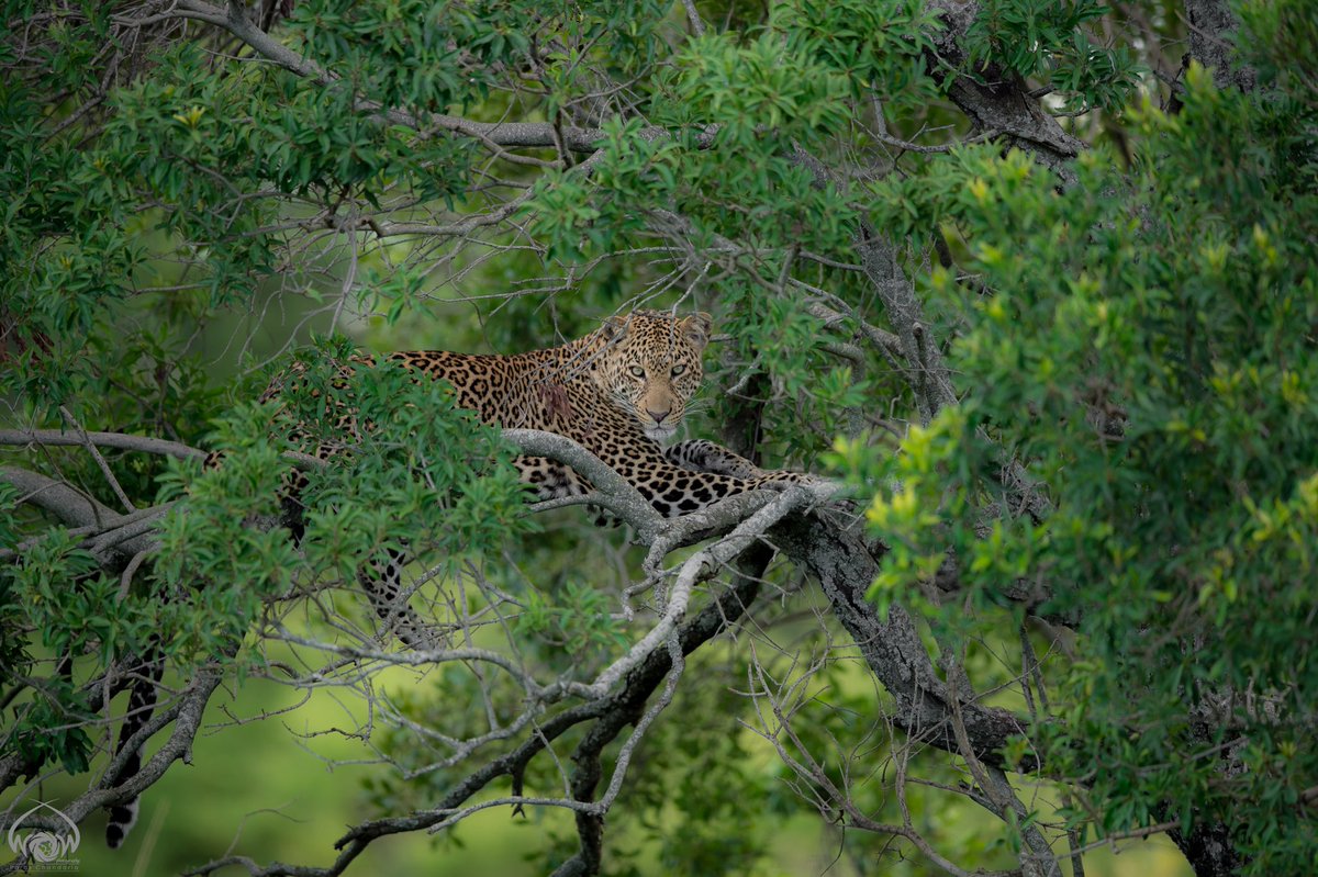 ParasChandaria's tweet photo. Camouflage 
May 2017, Masai Mara National Reserve, Kenya
#worldofthewild #wow #kenya #magicalkenya #whyilovekenya #paradise #perfect #leopard #mara #magic #love #iloveleopards #canon #africageo #wild #wildlife #masai #camouflage #bolt https://t.co/ciWEttkpxw