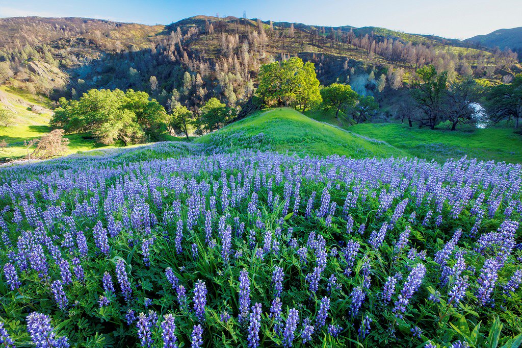 CalWild's tweet photo. A good day to be in Berryessa Snow Mountain National Monument. Photo: Bob Wick https://t.co/AAHm5wf9z9