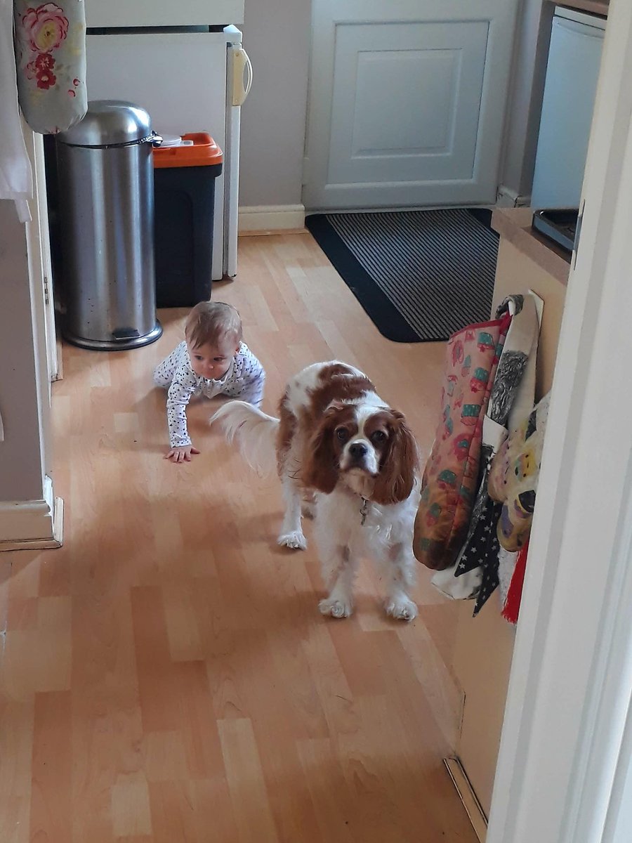 SneakyCavaliers's tweet photo. What are we doin in da kitchen? Oh, nuffin mum! Honest! #hungry #wheresdafood #cavpack #izzycav https://t.co/aZvRf9404Y