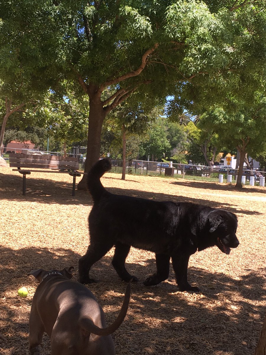 bysmoore's tweet image. was petting this big fluffy guy at the park and found this attached to his fur LOL