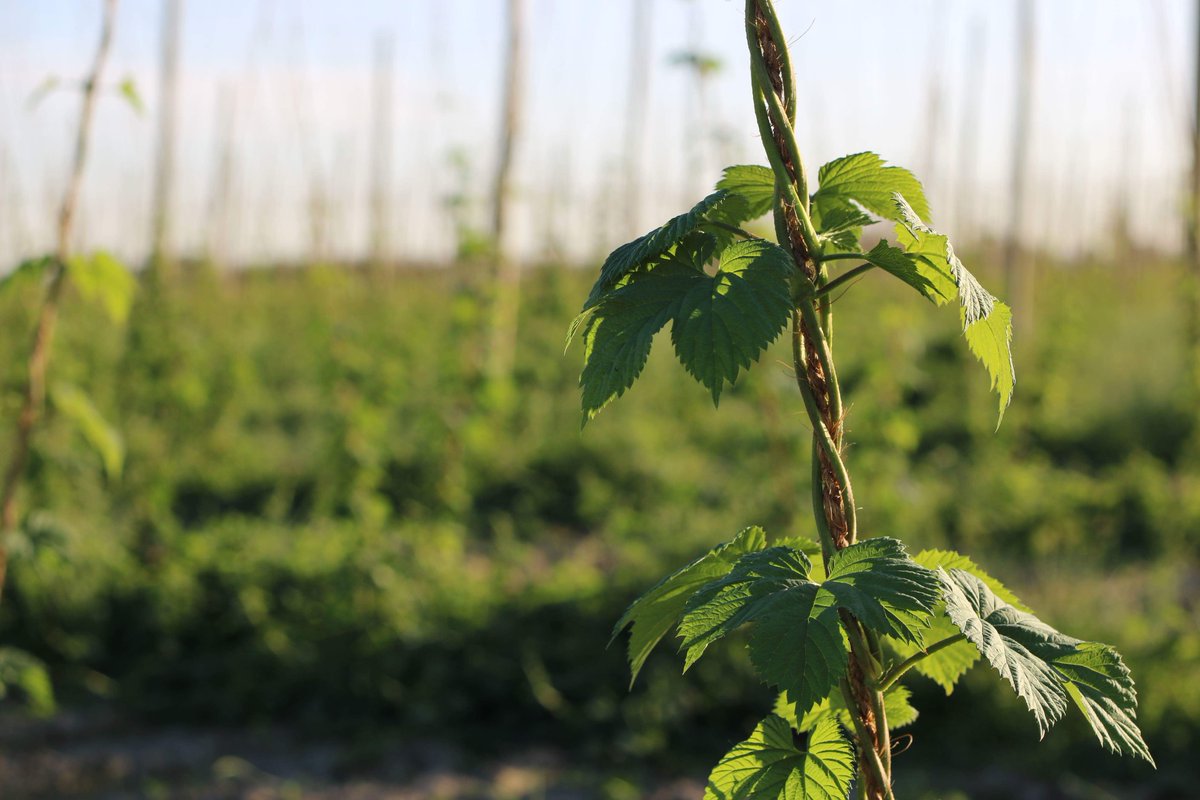 bchopco's tweet photo. Climb little baby hops, CLIMB! // We are patiently awaiting #hopseason, and love watching the fields grow and grow each day! https://t.co/DtFpjmoqji