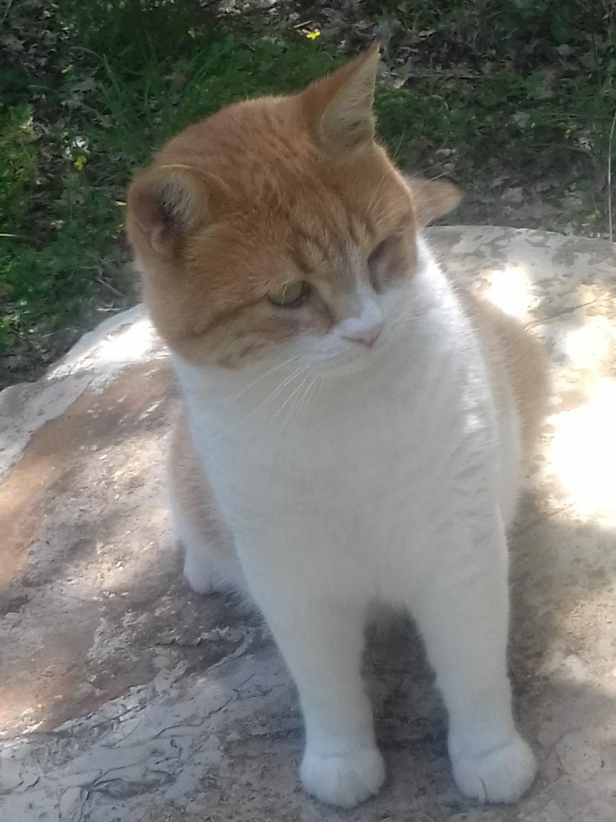 RosDefilipp's tweet image. 