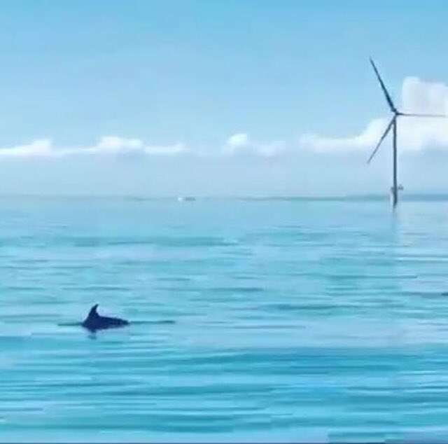 A picture of one of the special guests to Rampion wind farm yesterday! 🐬
Just proves they can be seen off the Sussex coast!
Video coming soon!!
•
•
#dolphin #brighton #brightondolphinproject #sightings #windfarm #bottlenosedolphin #commondolphin #sea