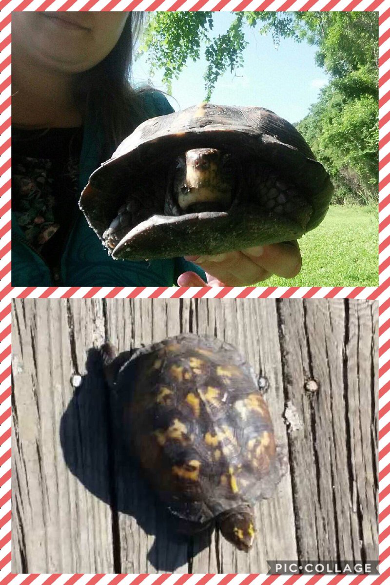 Ms. Warren’s class found a new friend on campus. He was safely relocated to the creek on our nature trail! 🌿🐢👍🏼