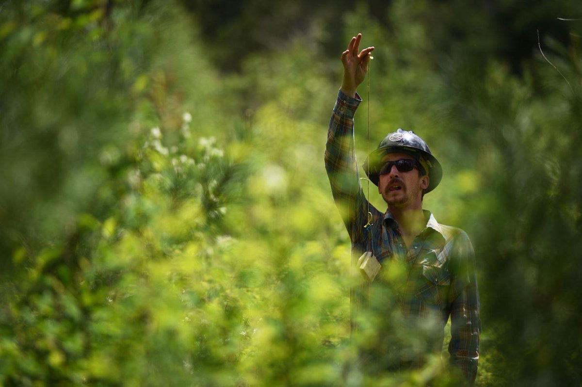 ForestServiceSW's tweet photo. Dive deep into the cut, as the @ForestService trains #wilderness rangers, #firefighters, and a few city slickers on felling trees the old fashioned way! Via @missoulian https://t.co/JmZipVKLCE