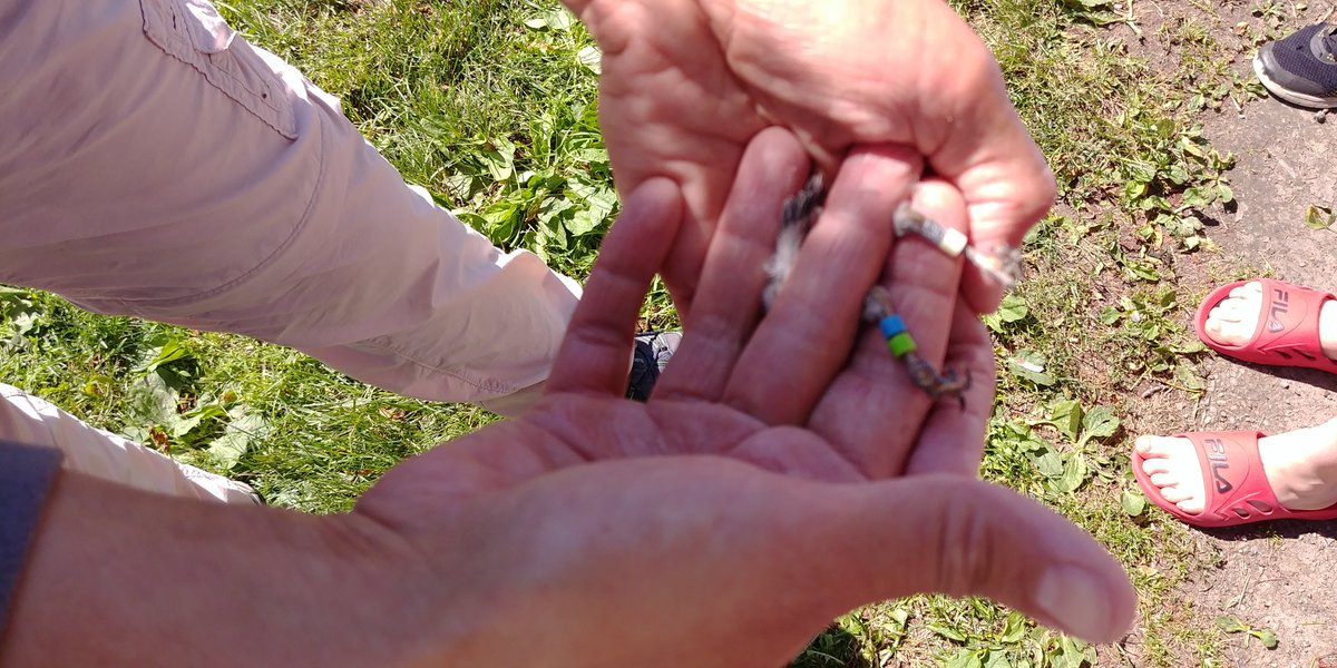 loonyteacher's tweet photo. #ripon3rd Ss watch Dr. Khan of @riponcollege measure "our" bluebird chicks. Ss also saw their leg bands and learned how to determine the birds' sex (by the color of their wing feathers.) https://t.co/4Zp0sHMPI3