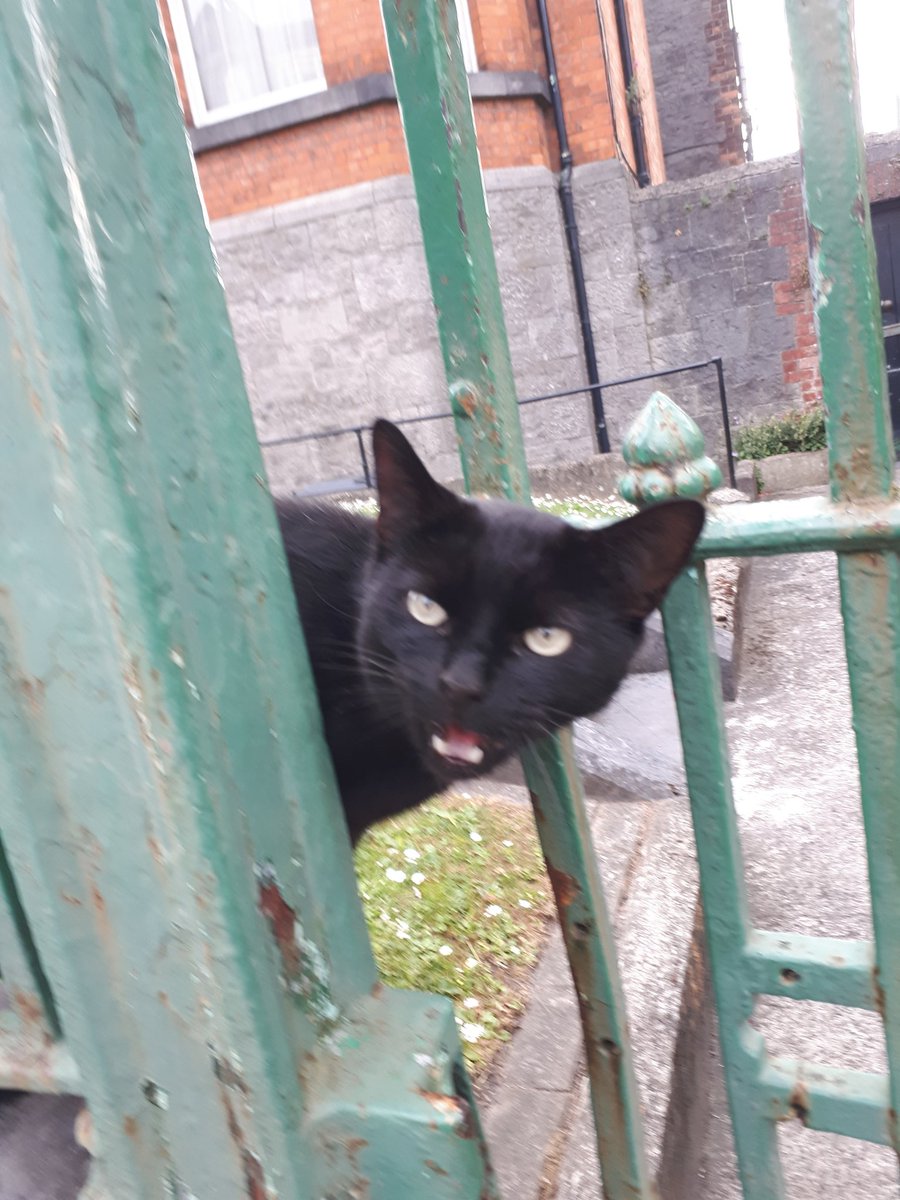 Nick468official's tweet image. .@Buseireann is making tonight's service from city to Castletroy up as it goes along. waiting in O'Connell Avenue 40 minutes! Just b/c it's a Bank Holiday doesn't mean people don't need a bus. It was only a short time after this guy appeared a bus arrived! #BusFail #BlackCat