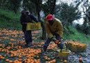 DDistorti's tweet photo. #SackoSoumaila e gli altri. #Lavoro #Migrante tra #caporalato e ingiustizie https://t.co/rHwerb67Ao https://t.co/RjVtVySyll