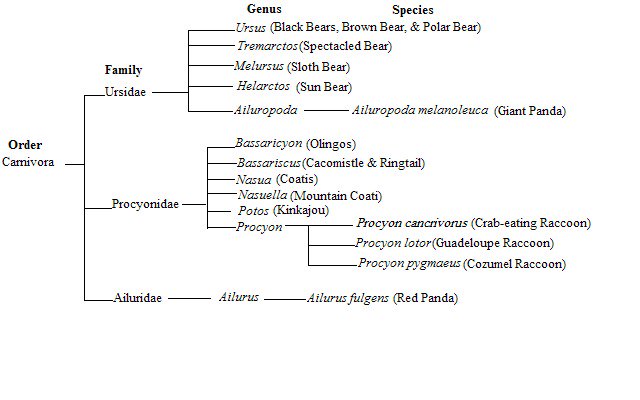 Raccoon Classification Chart