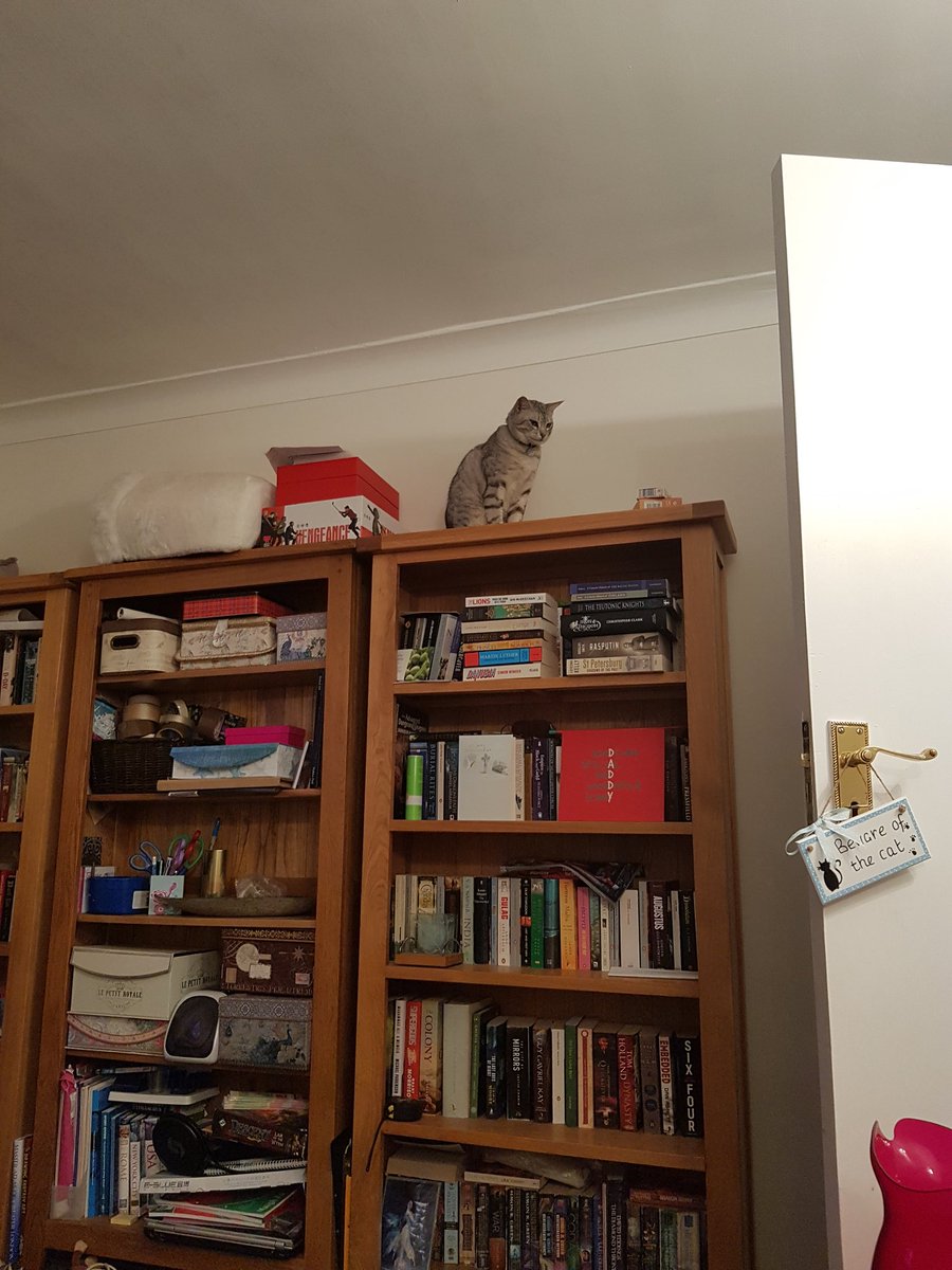 av1spaa's tweet image. She's making use of her #verticalspaces 😂😂 @JacksonGalaxy