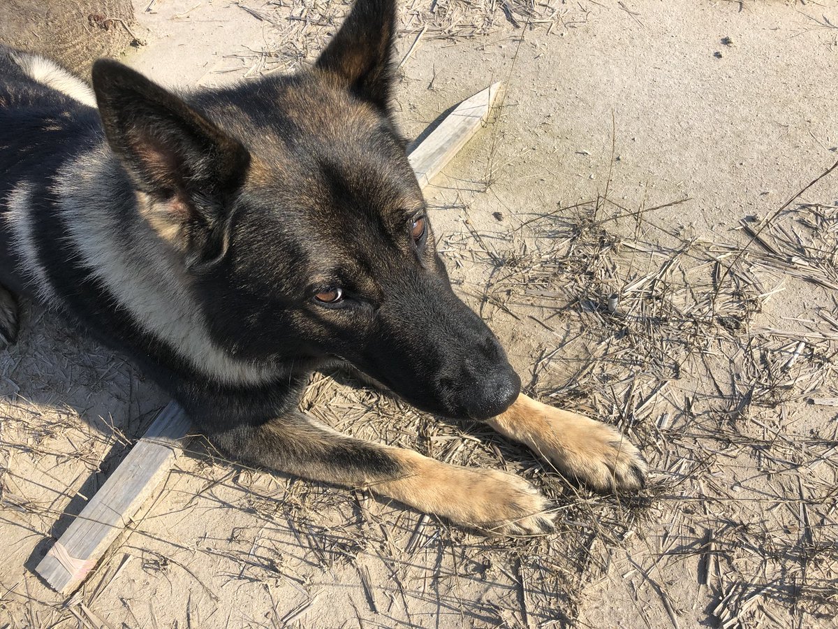 K9Apart's tweet photo. Betcha can’t see what I found here!!! #gsd #k9 #workingdog #k9apart #articlesearch #livepd #livepdnation https://t.co/WYG1OcVKiV